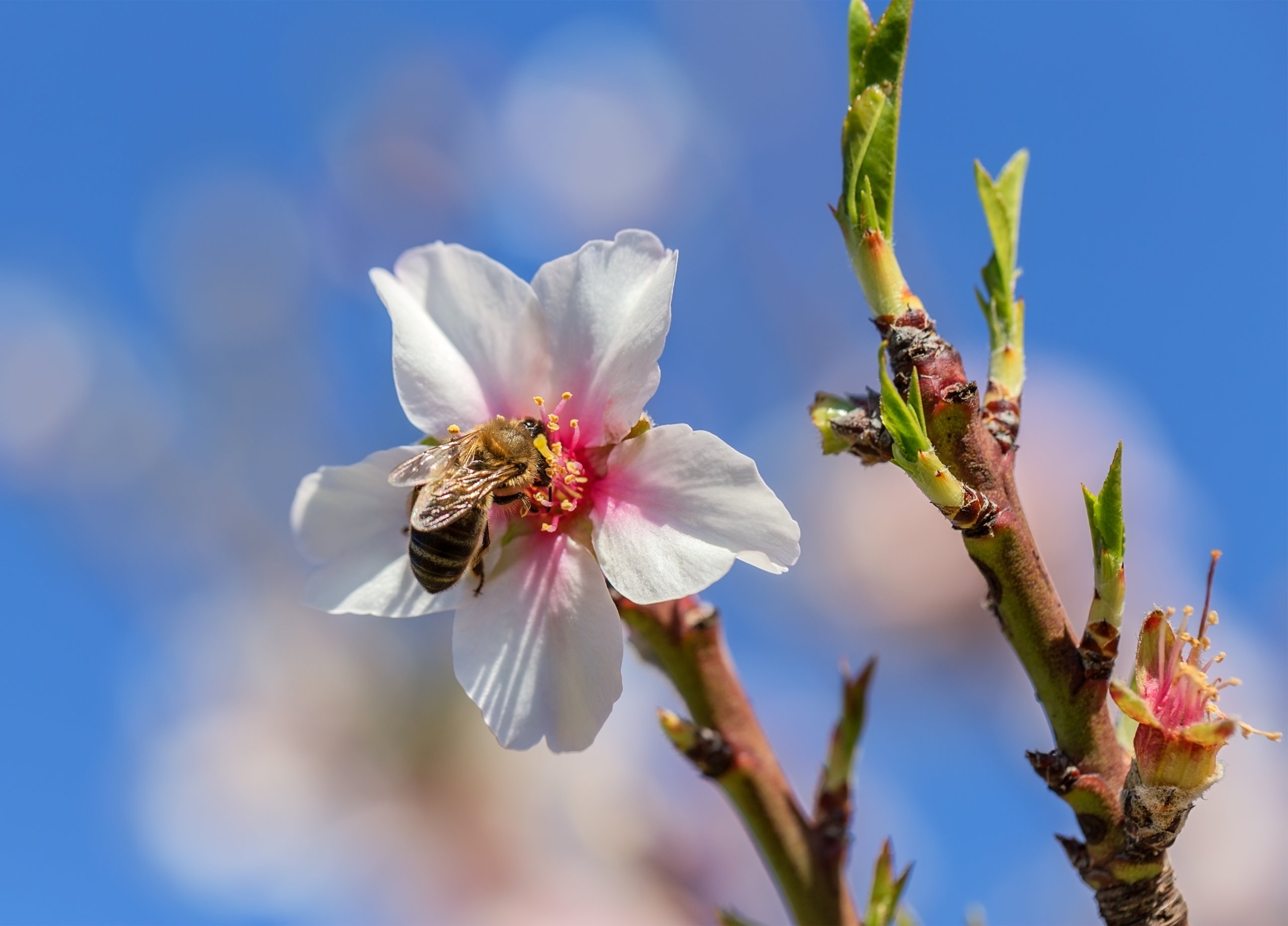 Amendoeiras em flor no Algarve: onde e quando ver