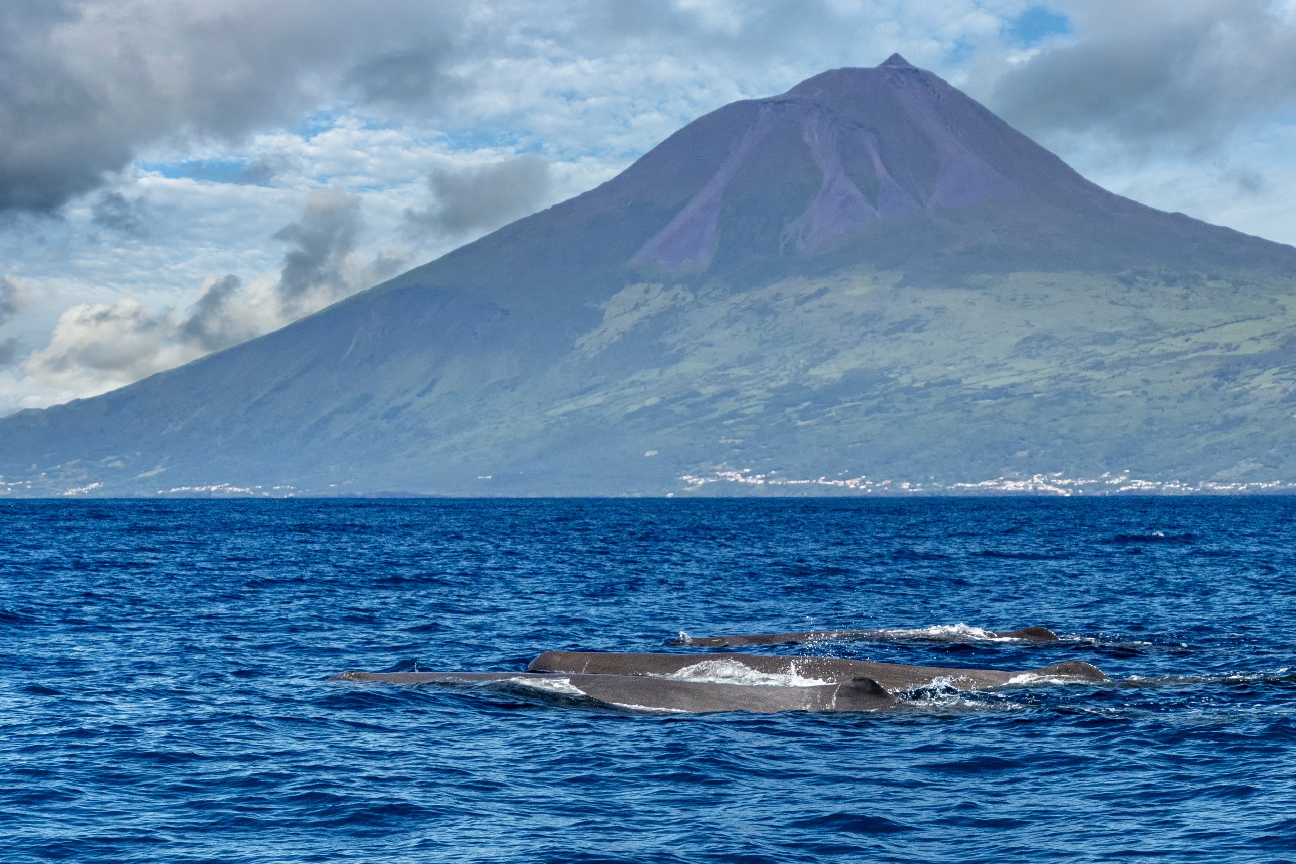 Observar baleias nos Açores: quando e onde