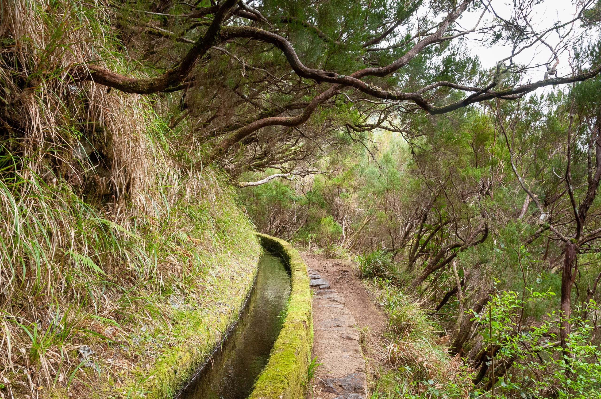 As levadas mais bonitas da Madeira