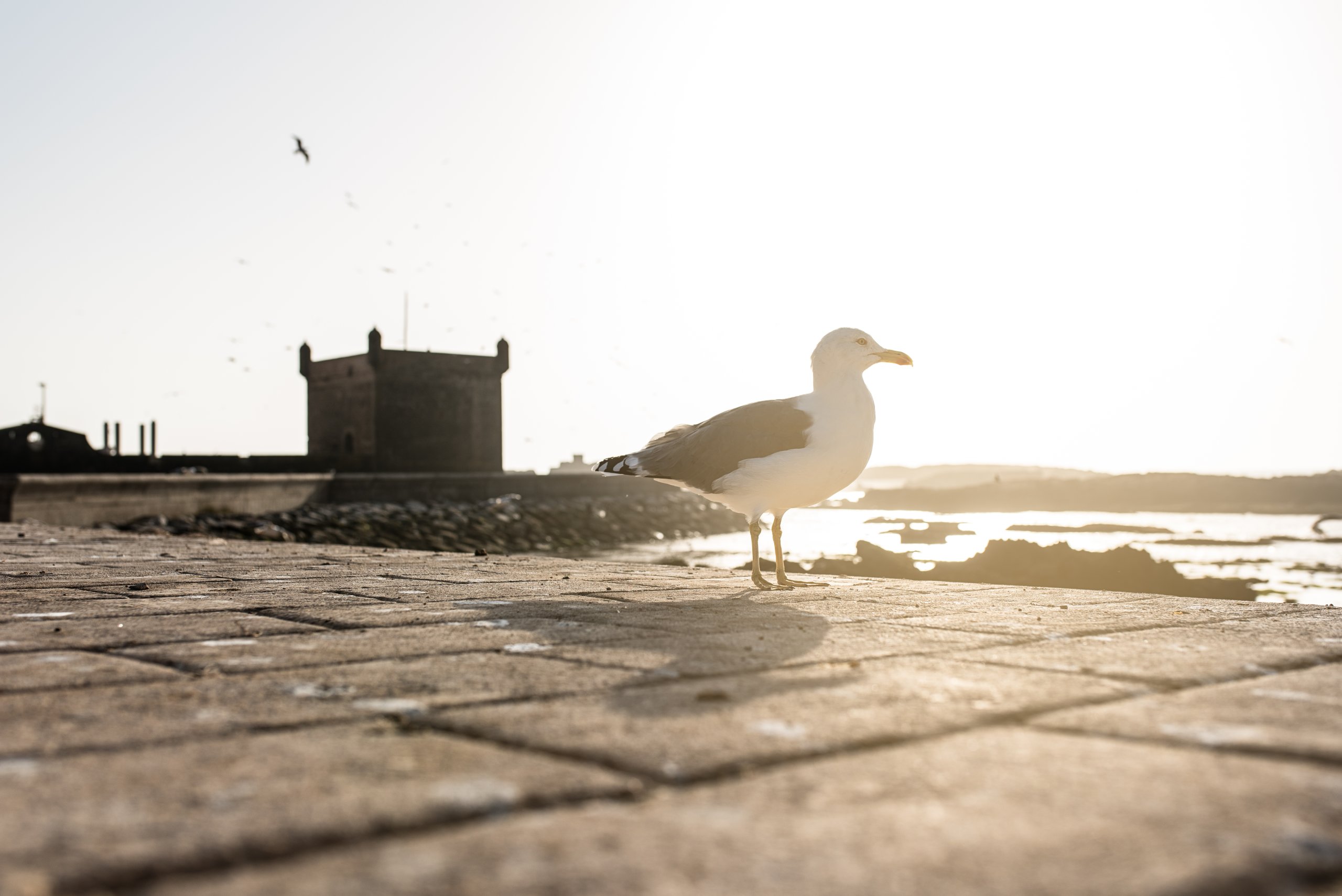 Essaouira: escapadinha atlântica a partir de Marraquexe