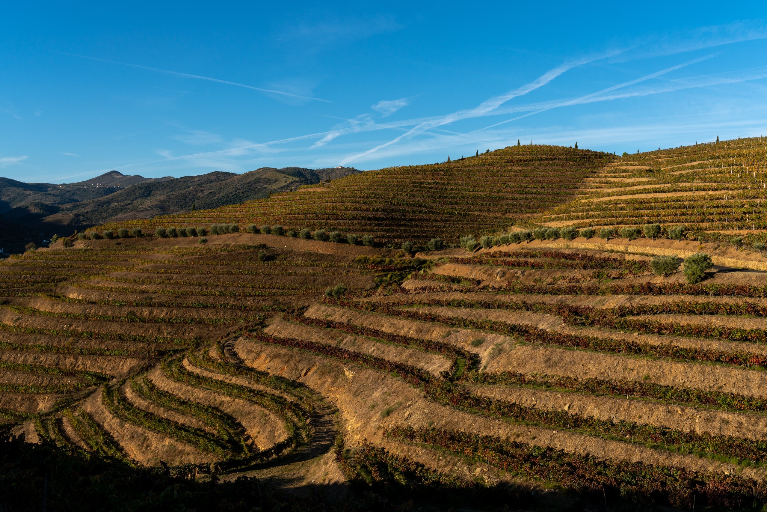 O Douro no outono: vindimas, cores e quintas