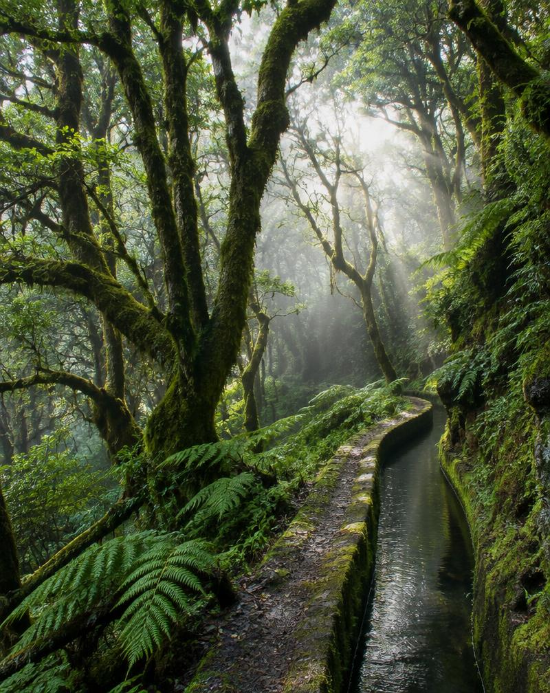 Madeira: respirar dentro da Laurissilva